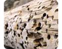 morceaux de bois ronger par les termites