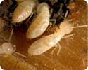 des termites en action
